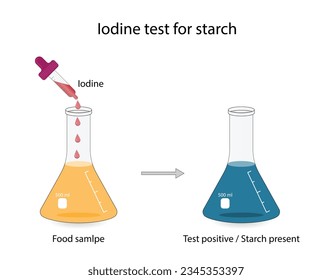 Prueba de yodo para almidón, experimento químico. Carbohidratos en una muestra de alimentos o cosméticos. Prueba positiva, azul oscuro, presencia de almidón.  Biología, química. Ilustración vectorial.