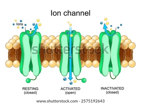 ion channel anatomy. Structure of membrane proteins that allow ions to pass through the channel pore. Vector illustration. 