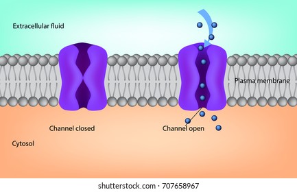 Ion Channel. Cell membrane illustration. Structure of the plasma membrane