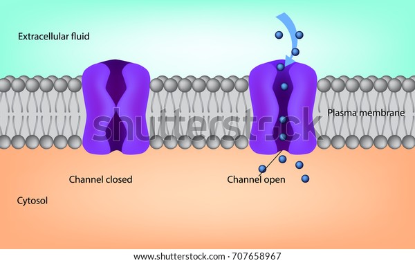 Ion Channel. Cell membrane illustration.\
Structure of the plasma\
membrane