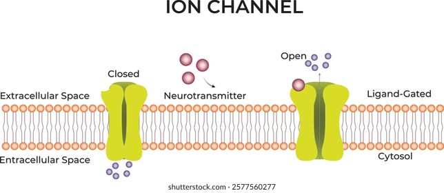 Ion Channel Science Design Vector Illustration Diagram