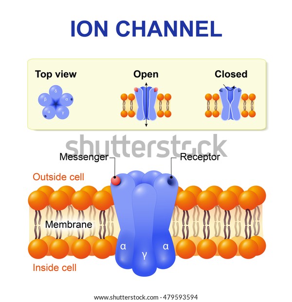 Ion\
channel. structure of the channel. Vector diagram.\
