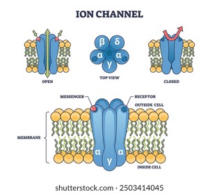 Ion channels as membrane proteins with pore structure outline diagram. Labeled educational scheme with messenger, receptor in open and closed states vector illustration. Anatomical cellular closeup.