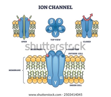 Ion channels as membrane proteins with pore structure outline diagram. Labeled educational scheme with messenger, receptor in open and closed states vector illustration. Anatomical cellular closeup.