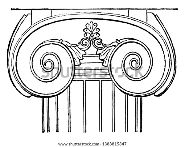 Ionic Capital Temple Apollo Base Cyma Stock Vector Royalty Free