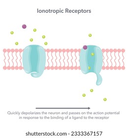 Ionotropic receptor neurobiology vector illustration graphic