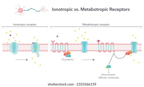 Ionotropic versus metabotropic receptors vector illustration diagram