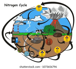 Ions in Aqueous Solution infographic diagram showing dissociation reaction of sodium chloride crystals in water and how ions separated for chemistry science education