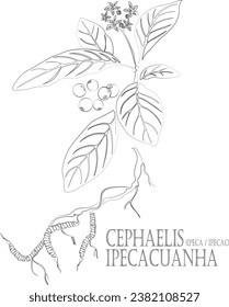 Ipecac vector contour. Cephaelis ipecacuanha plant outline. Set of Cephaelis ipecacuanha root, flowers, berries in Line for pharmaceuticals. Contour drawing of medicinal herbs
