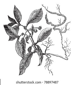  Ipecacuanha, Psychotria Ipecacuanha, Callicocca Ipecacuanha, Carapichea Ipecacuanha, Cephaelis Ipecacuanha, Uragoga Ipecacuanha Or Evea Ipecacuanha Engraving. Trousset Encyclopedia (1886 - 1891)