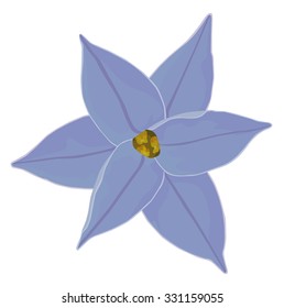 Ipheion uniflorum  