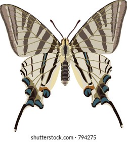 Iphiclides podalirius