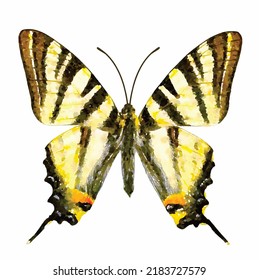 Iphiclides podalirius. Butterfly vector picture on white background. Tropical butterfly hand drawn. Entomology. Romantic style decoration. Clipart for greeting card, logo and design.