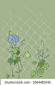 Ipomoea on the grid.Blue Ipomoea.Children's illustration, the flowers are crawling on the grid. Creeping flowers.