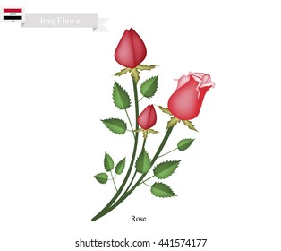 Iraq Flower, Illustration of Rose Flowers. The National Flower of Iraq.