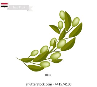 Iraq Fruit, Fresh Olives. One of The Most Popular Fruit of Iraq.