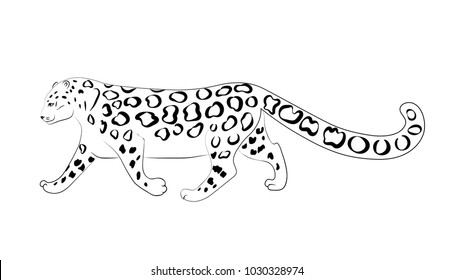 Irbis (snow leopard) coming. Black and white vector sketch image.