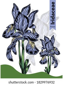 Iridaceae flower.  the flower that symbolizes the month of February.