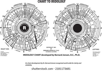 Iridology Chart by Dr. Bernard Jensen, A high quality vector file