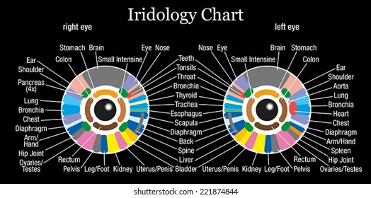 Iridology or iris diagnostic chart with accurate description of the corresponding internal organs and body parts. Isolated vector illustration on white background.