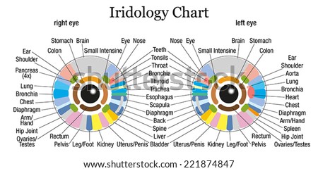 Iridology Chart Right Eye