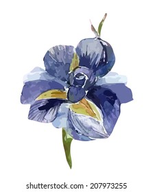 Iris 