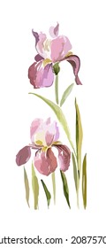 Iris