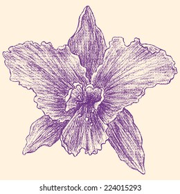 iris