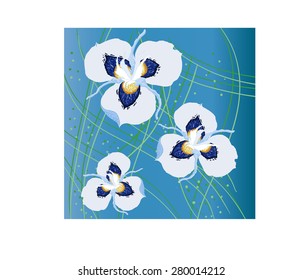 iris