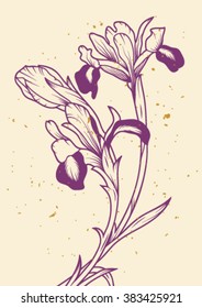 iris