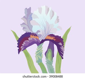  Iris