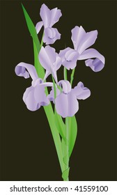 iris