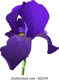 iris