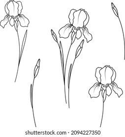 Iris birth month flower illustration, february birthday flower, simple floral sketch