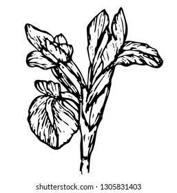 iris black outline vector illustration