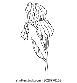 Iris, flor vectorial blanca y negra. Esbozo, ilustración dibujada a mano. Arte de línea