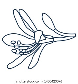 Iris blooming blossom in simple flat style, floral vector illustration. Beautiful flower realistic clip art in black and white color. Isolated thin line contour cartoon icon. Feminine design concept