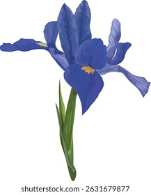 Iris blu vector digital botanical illustration 