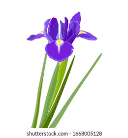 Iris blue flower isolate on a white background. Spring Flower. Vector image