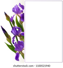 Iris. Blue flowers. Floral background. Border. Flower pattern. Buds. Green leaves. Petals. Card.