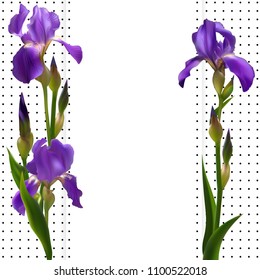 Iris. Blue flowers. Floral background. Border. Flower pattern. Buds. Green leaves. Petals. Card. Pattern in speckles.