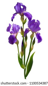 Iris. Blue flowers. Floral background. Bouquet. Flower pattern. Buds. Green leaves. Petals.