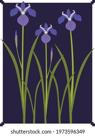 Iris blue garden flower illustration