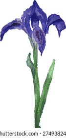 Iris blue watercolor