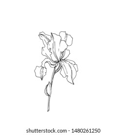 Iris botanical flower on white background