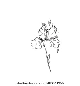 Iris botanical flower on white background