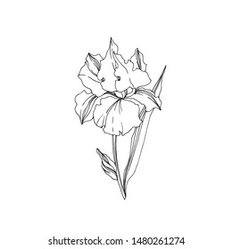 Iris botanical flower on white background