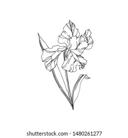 Iris botanical flower on white background