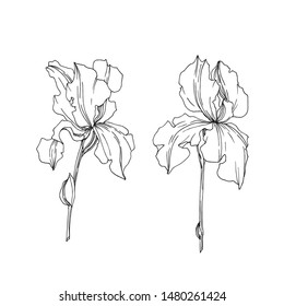 Iris botanical flowers on white background