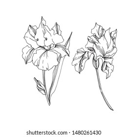 Iris botanical flowers on white background